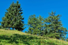 Bovinette 24.08.2024