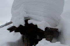 Bovinette_2014_037-5249